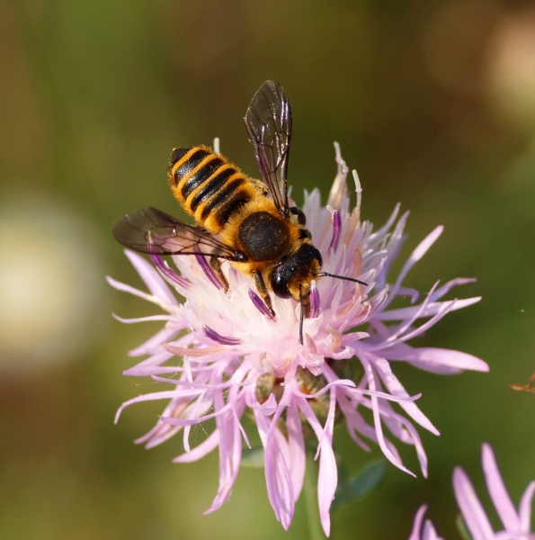 Megachile cfr. melanopyga, femmina